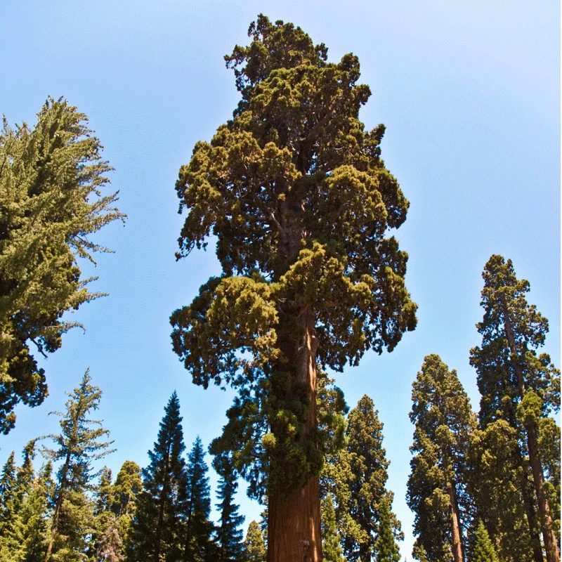 Brighter Blooms Sequoia Tree 2 Brighter Blooms Sequoia Tree