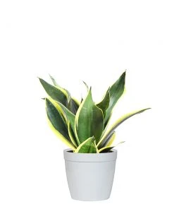 Brighter Blooms SHOP ALL Snake Plant 29 Brighter Blooms SHOP ALL Snake Plant