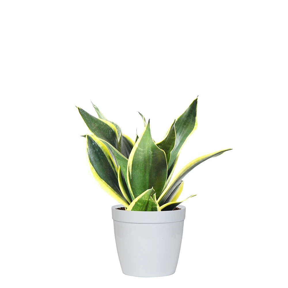 Brighter Blooms SHOP ALL Snake Plant 13 Brighter Blooms SHOP ALL Snake Plant