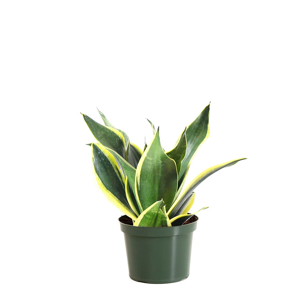 Brighter Blooms SHOP ALL Snake Plant 12 Brighter Blooms SHOP ALL Snake Plant