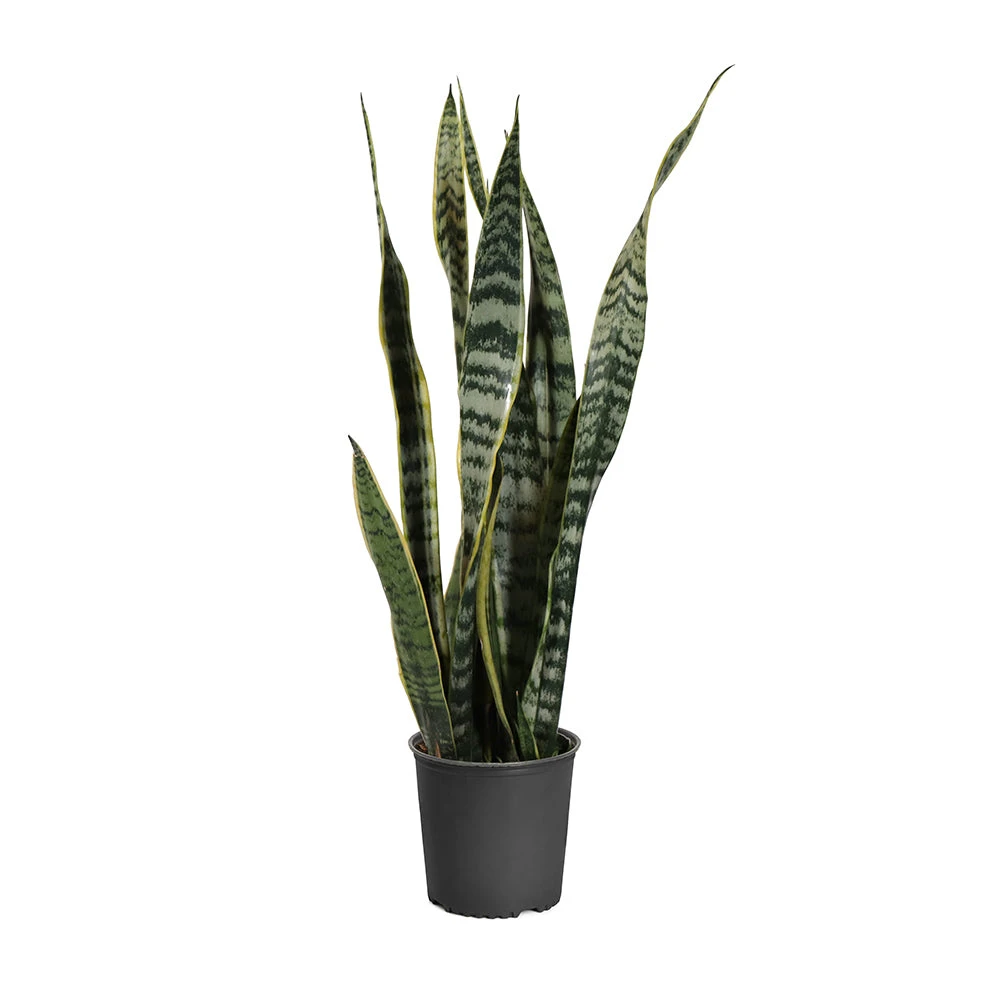 Brighter Blooms SHOP ALL Snake Plant 8 Brighter Blooms SHOP ALL Snake Plant