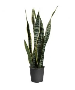 Brighter Blooms SHOP ALL Snake Plant 33 Brighter Blooms SHOP ALL Snake Plant