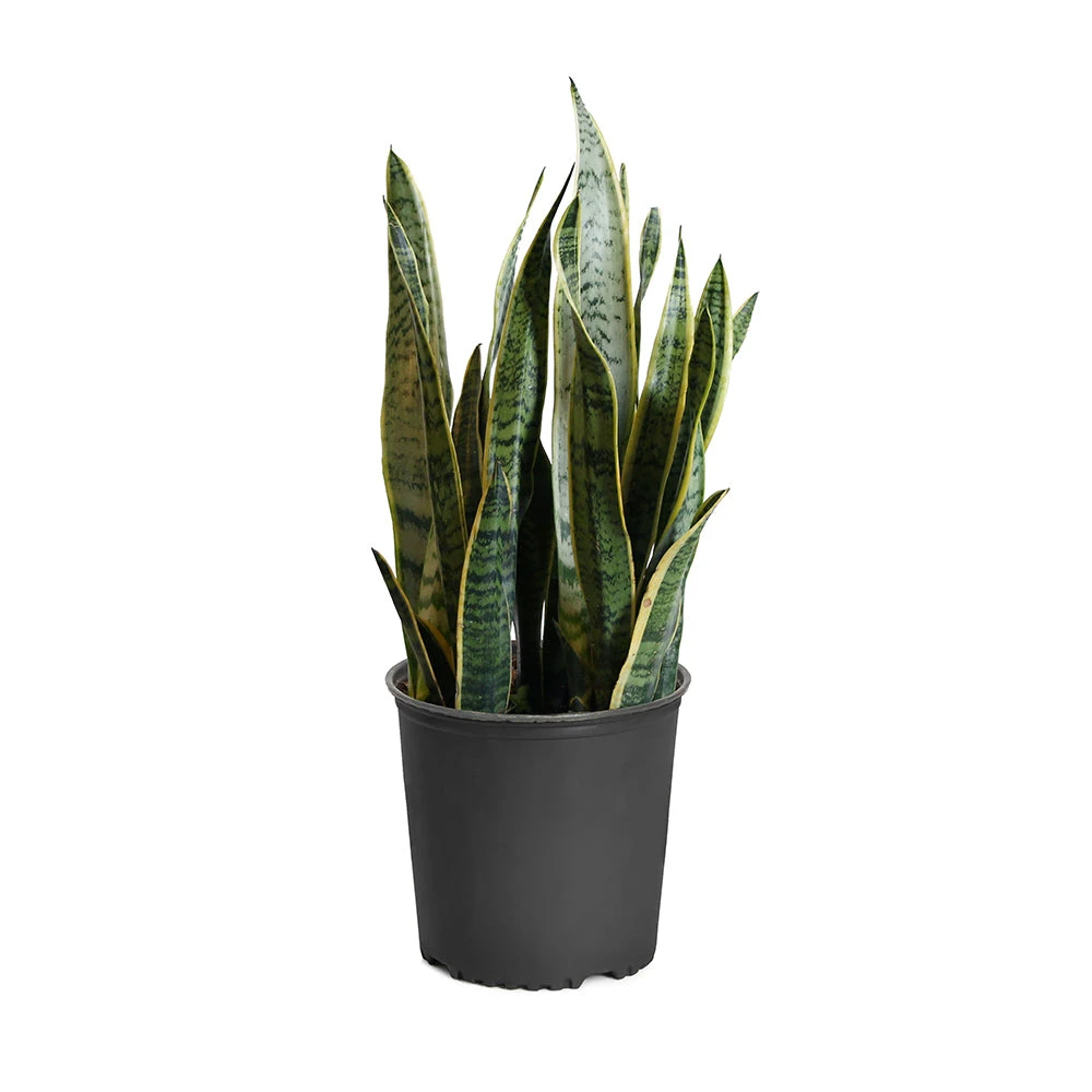 Brighter Blooms SHOP ALL Snake Plant 9 Brighter Blooms SHOP ALL Snake Plant