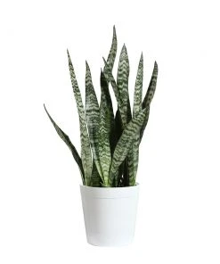 Brighter Blooms SHOP ALL Snake Plant 31 Brighter Blooms SHOP ALL Snake Plant