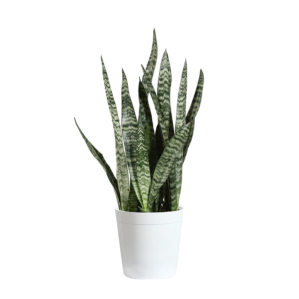 Brighter Blooms SHOP ALL Snake Plant 15 Brighter Blooms SHOP ALL Snake Plant