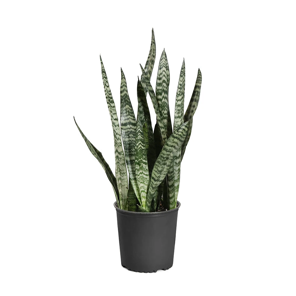 Brighter Blooms SHOP ALL Snake Plant 11 Brighter Blooms SHOP ALL Snake Plant