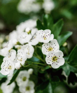 Brighter Blooms Snow White Indian Hawthorn Shrub 5 Brighter Blooms Snow White Indian Hawthorn Shrub