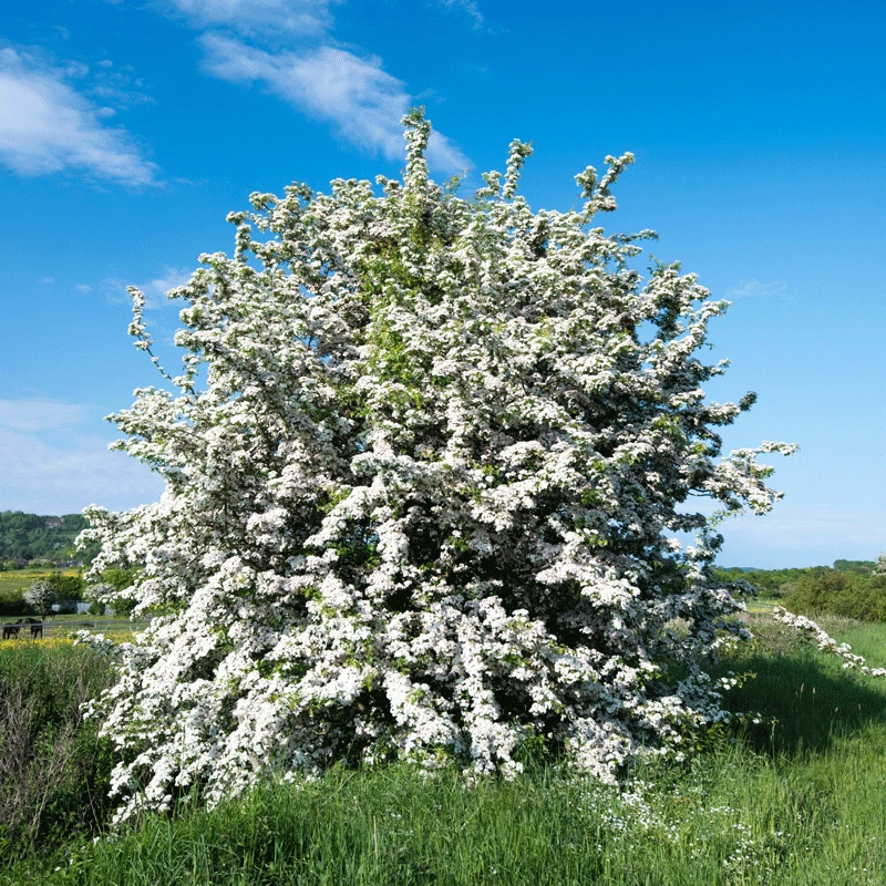 Brighter Blooms Snow White Indian Hawthorn Shrub 2 Brighter Blooms Snow White Indian Hawthorn Shrub