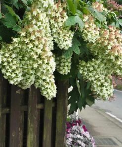 Brighter Blooms Snowcicle Hydrangea Shrub Shrubs & Hedges