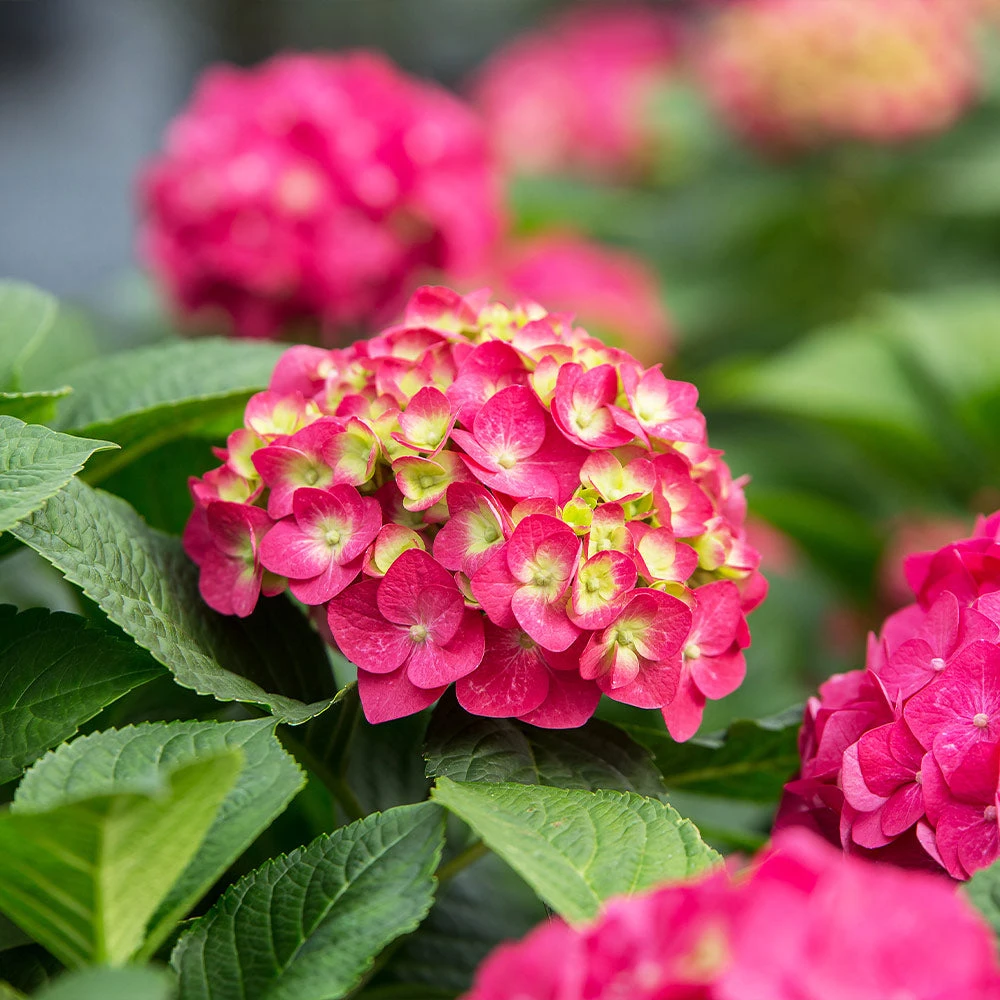 Brighter Blooms Endless Summer® Summer Crush® Big Leaf Hydrangea Shrub Shrubs & Hedges 3 Brighter Blooms Endless Summer® Summer Crush® Big Leaf Hydrangea Shrub Shrubs & Hedges