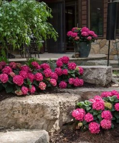 Brighter Blooms Endless Summer® Summer Crush® Big Leaf Hydrangea Shrub Shrubs & Hedges 10 Brighter Blooms Endless Summer® Summer Crush® Big Leaf Hydrangea Shrub Shrubs & Hedges