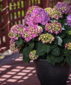 Brighter Blooms Endless Summer® Summer Crush® Big Leaf Hydrangea Shrub Shrubs & Hedges 9 Brighter Blooms Endless Summer® Summer Crush® Big Leaf Hydrangea Shrub Shrubs & Hedges