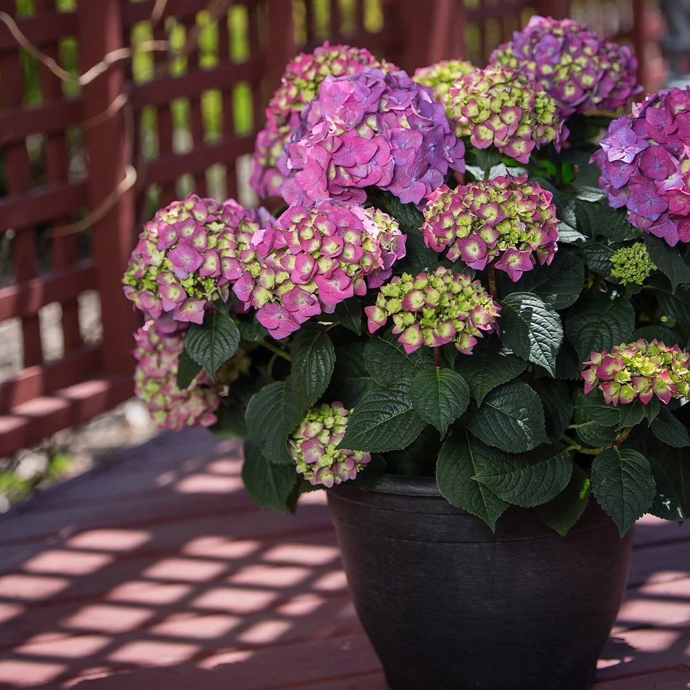 Brighter Blooms Endless Summer® Summer Crush® Big Leaf Hydrangea Shrub Shrubs & Hedges 4 Brighter Blooms Endless Summer® Summer Crush® Big Leaf Hydrangea Shrub Shrubs & Hedges