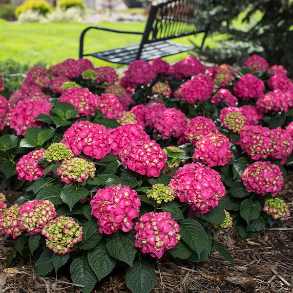 Brighter Blooms Endless Summer® Summer Crush® Big Leaf Hydrangea Shrub Shrubs & Hedges 1 Brighter Blooms Endless Summer® Summer Crush® Big Leaf Hydrangea Shrub Shrubs & Hedges