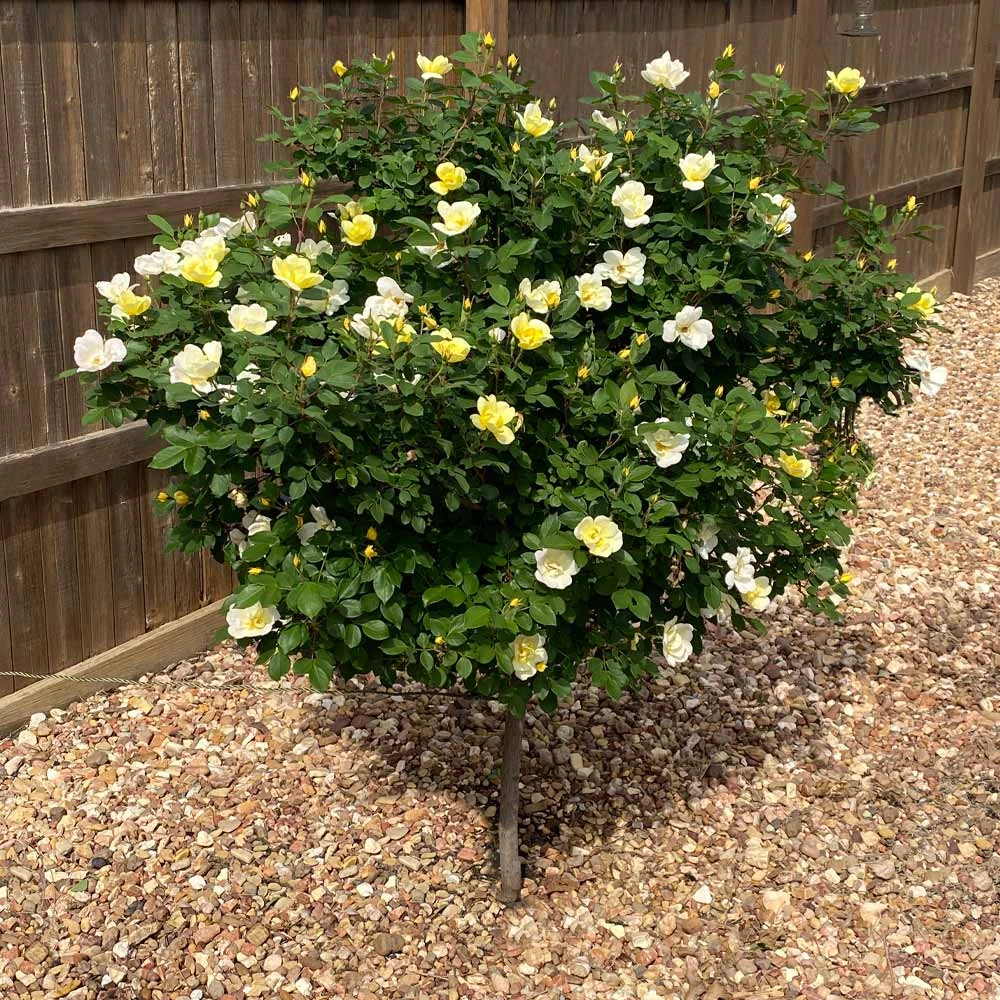 Brighter Blooms Roses Sunny Knock Out® Rose Tree 2 Brighter Blooms Roses Sunny Knock Out® Rose Tree