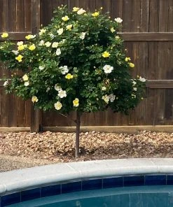 Brighter Blooms Roses Sunny Knock Out® Rose Tree 6 Brighter Blooms Roses Sunny Knock Out® Rose Tree