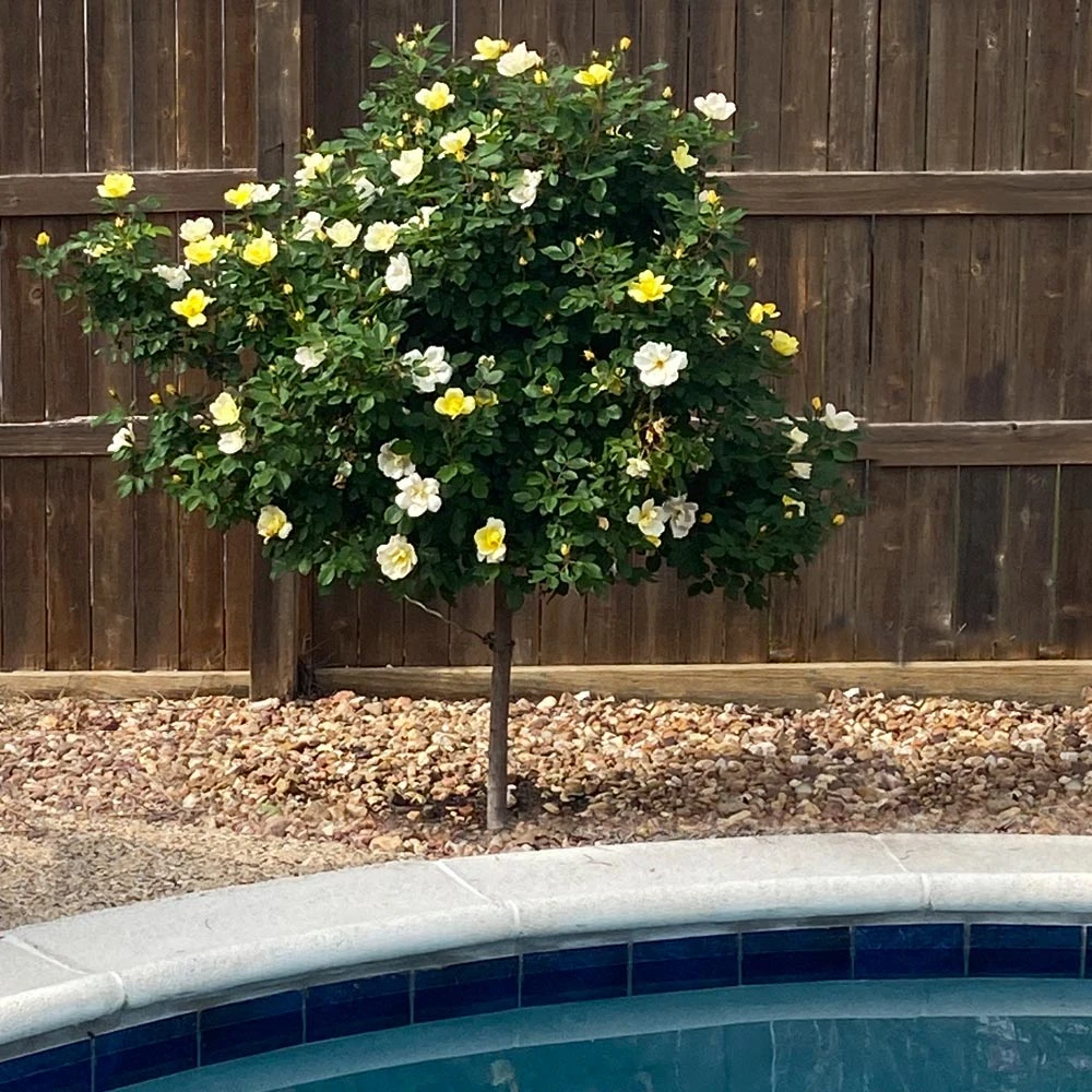 Brighter Blooms Roses Sunny Knock Out® Rose Tree 3 Brighter Blooms Roses Sunny Knock Out® Rose Tree