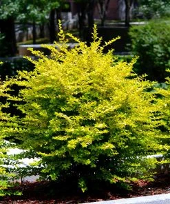 Brighter Blooms Warm-Climate Privacy Kit Evergreen & Privacy 8 Brighter Blooms Warm-Climate Privacy Kit Evergreen & Privacy