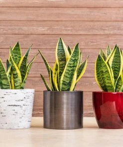 Brighter Blooms SHOP ALL Snake Plant 19 Brighter Blooms SHOP ALL Snake Plant