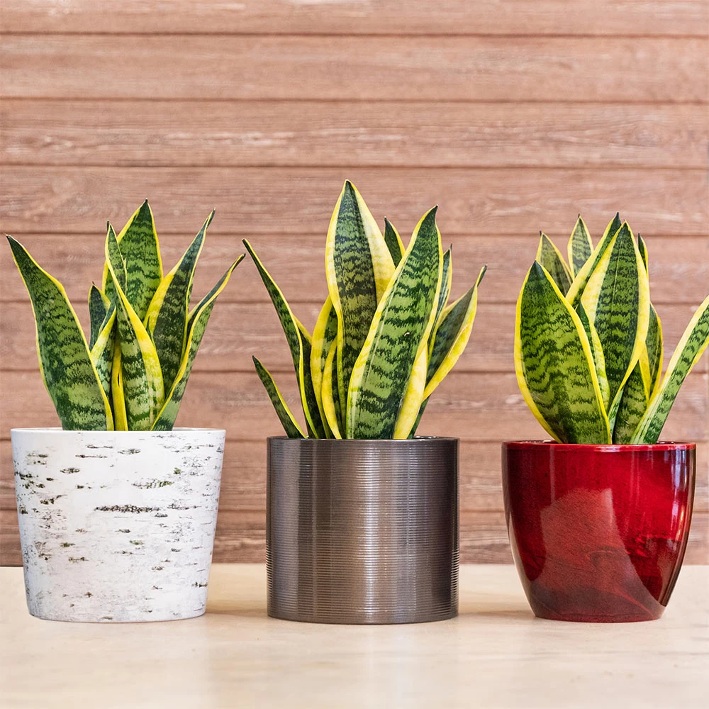 Brighter Blooms SHOP ALL Snake Plant 3 Brighter Blooms SHOP ALL Snake Plant