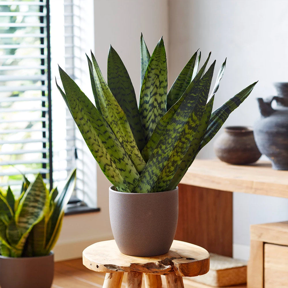 Brighter Blooms SHOP ALL Snake Plant 4 Brighter Blooms SHOP ALL Snake Plant