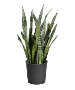 Brighter Blooms SHOP ALL Snake Plant 26 Brighter Blooms SHOP ALL Snake Plant