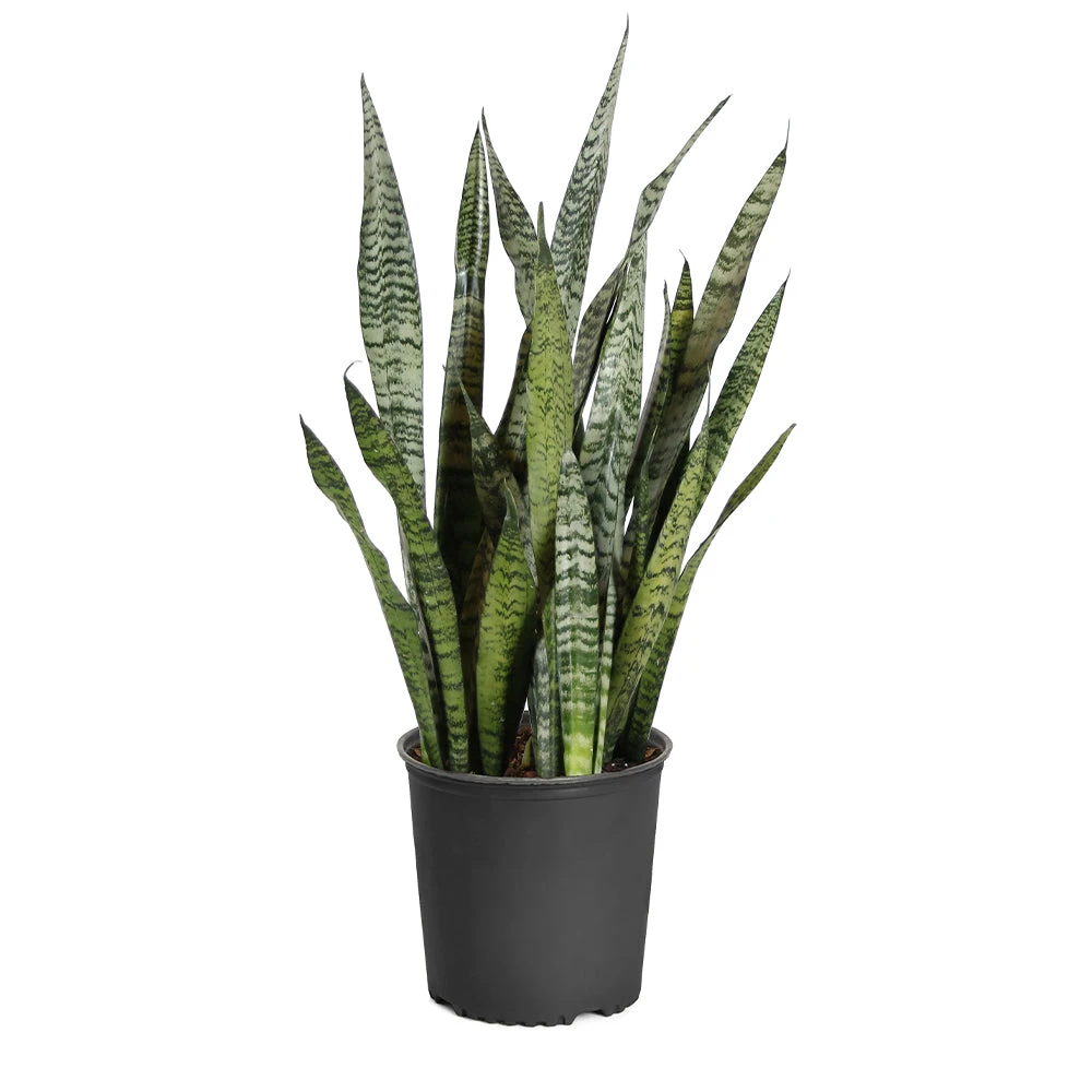 Brighter Blooms SHOP ALL Snake Plant 10 Brighter Blooms SHOP ALL Snake Plant
