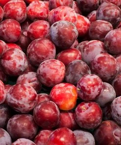 Brighter Blooms Santa Rosa Plum Tree