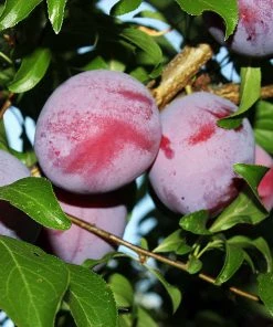 Brighter Blooms Santa Rosa Plum Tree 8 Brighter Blooms Santa Rosa Plum Tree
