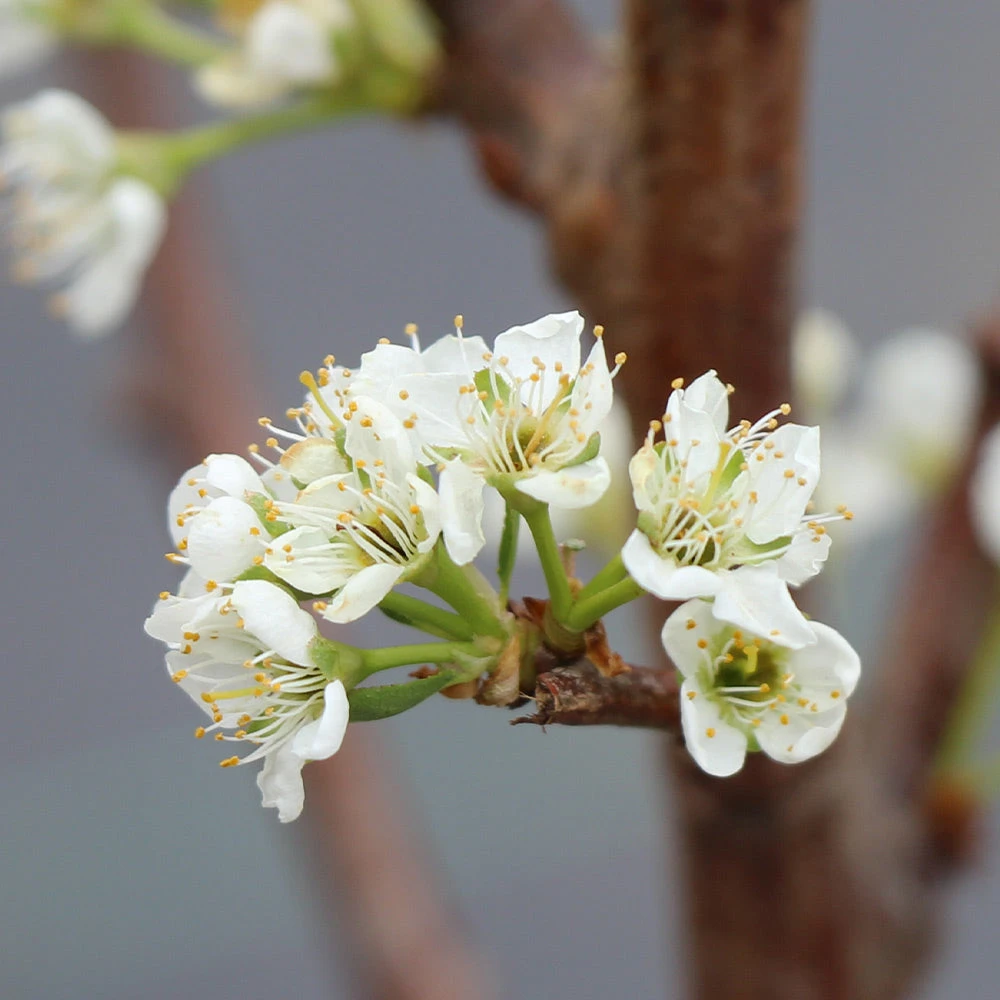 Brighter Blooms Santa Rosa Plum Tree 6 Brighter Blooms Santa Rosa Plum Tree