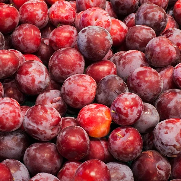 Brighter Blooms Santa Rosa Plum Tree 1 Brighter Blooms Santa Rosa Plum Tree