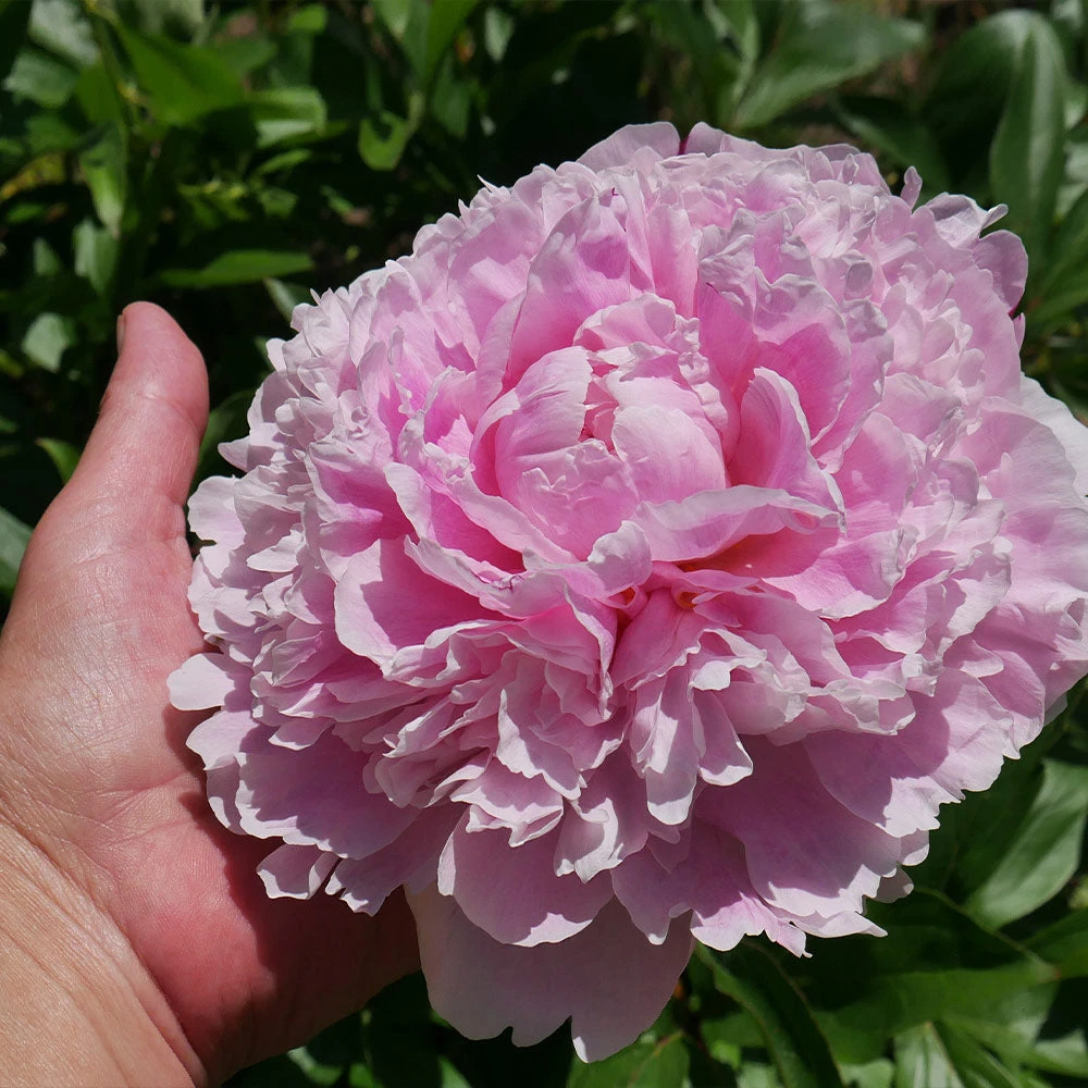 Brighter Blooms Sarah Bernhardt Peony Perennials 4 Brighter Blooms Sarah Bernhardt Peony Perennials