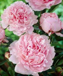 Brighter Blooms Sarah Bernhardt Peony Perennials