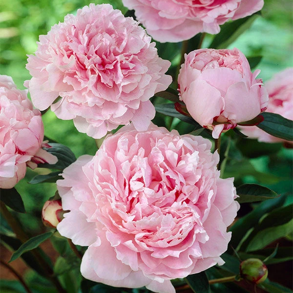 Brighter Blooms Sarah Bernhardt Peony Perennials 1 Brighter Blooms Sarah Bernhardt Peony Perennials