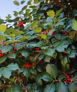 Brighter Blooms American Holly Tree 7 Brighter Blooms American Holly Tree