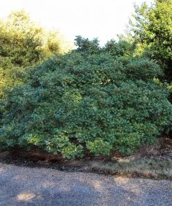 Brighter Blooms American Holly Tree 8 Brighter Blooms American Holly Tree