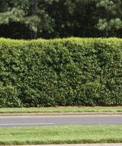 NO WARRANTY American Holly Tree SHOP ALL