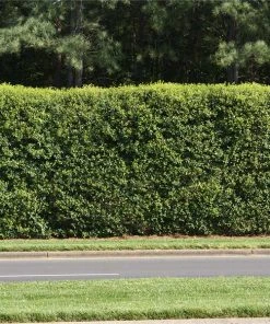 NO WARRANTY American Holly Tree SHOP ALL