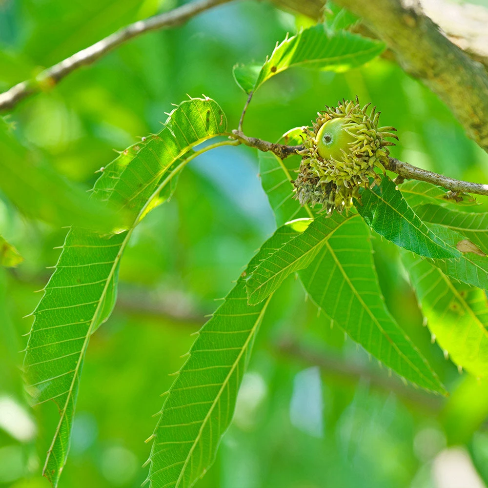 Brighter Blooms Shade Trees Sawtooth Oak Tree 4 Brighter Blooms Shade Trees Sawtooth Oak Tree
