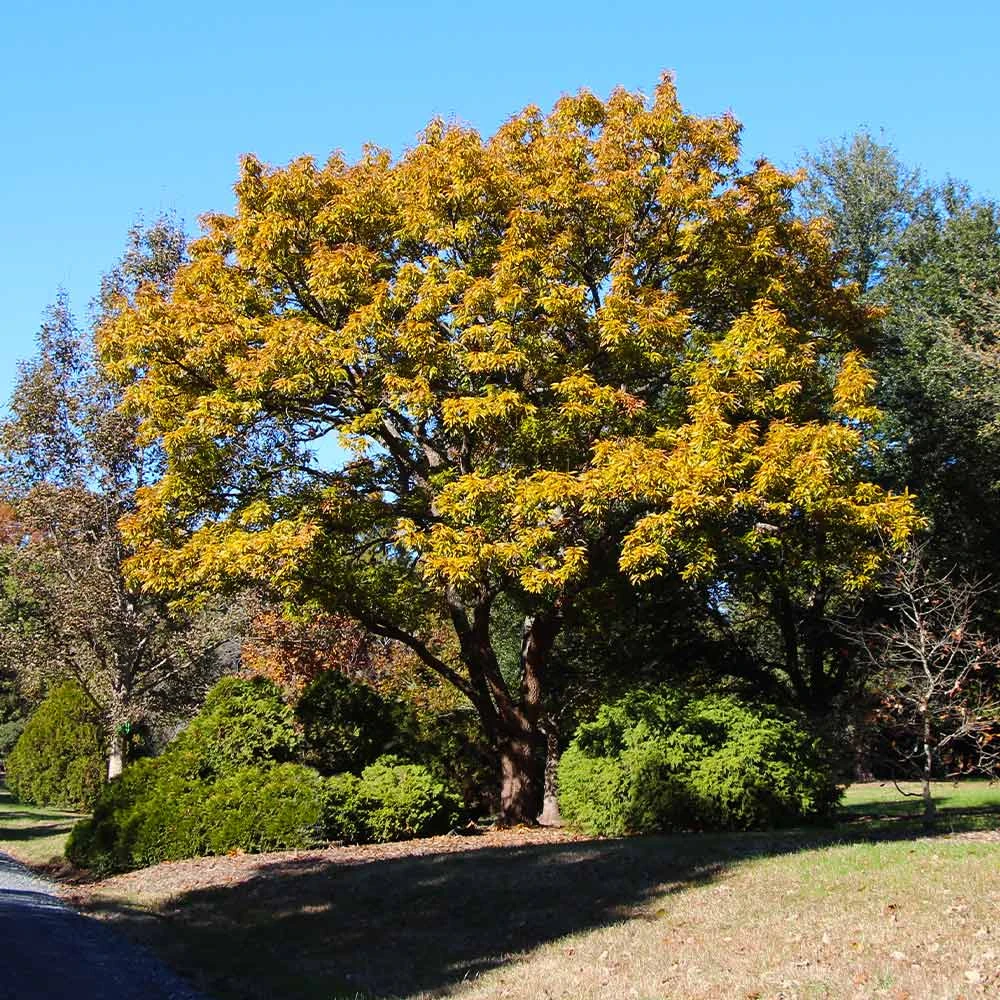 Brighter Blooms Shade Trees Sawtooth Oak Tree 3 Brighter Blooms Shade Trees Sawtooth Oak Tree