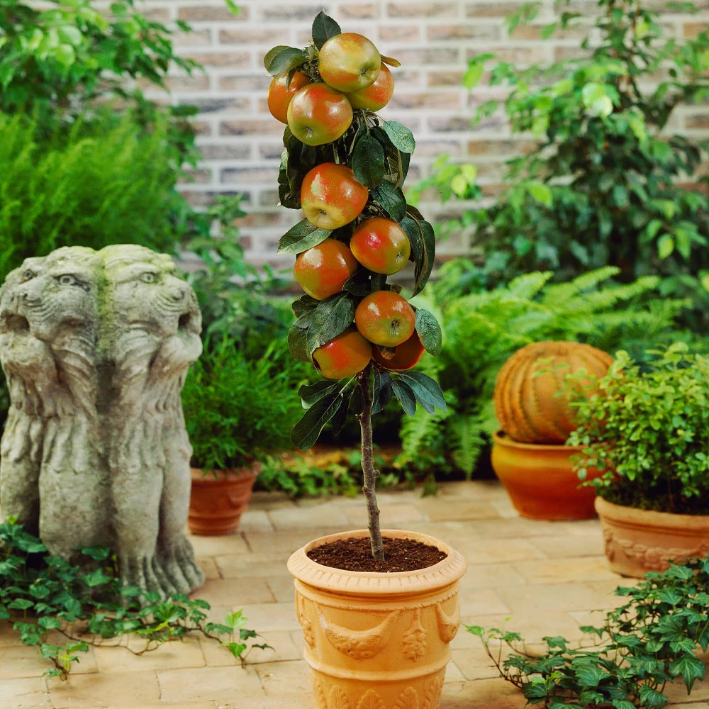 Brighter Blooms Scarlet Sentinel™ Columnar Apple Tree Apples Trees 2 Brighter Blooms Scarlet Sentinel™ Columnar Apple Tree Apples Trees