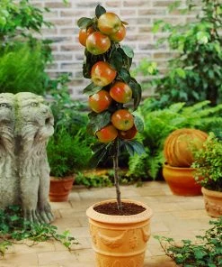 Brighter Blooms Scarlet Sentinel™ Columnar Apple Tree Apples Trees