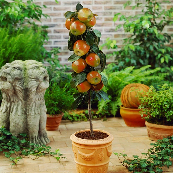 Brighter Blooms Scarlet Sentinel™ Columnar Apple Tree Apples Trees 1 Brighter Blooms Scarlet Sentinel™ Columnar Apple Tree Apples Trees