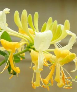 Brighter Blooms Scentsation Honeysuckle Vine 6 Brighter Blooms Scentsation Honeysuckle Vine
