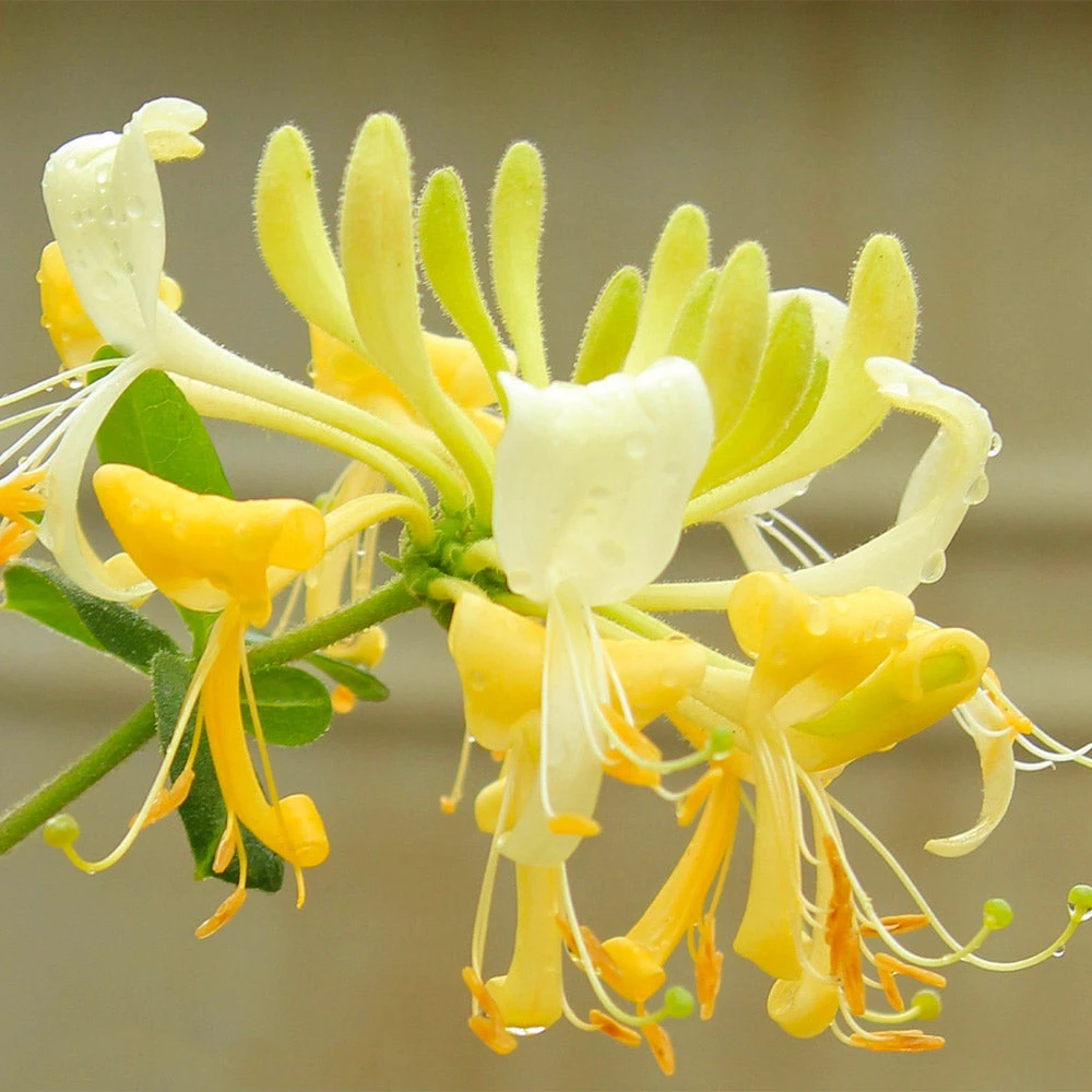 Brighter Blooms Scentsation Honeysuckle Vine 3 Brighter Blooms Scentsation Honeysuckle Vine