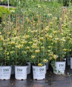 Brighter Blooms Scentsation Honeysuckle Vine 7 Brighter Blooms Scentsation Honeysuckle Vine