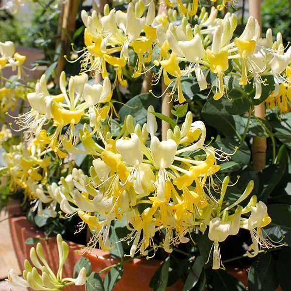 Brighter Blooms Scentsation Honeysuckle Vine 1 Brighter Blooms Scentsation Honeysuckle Vine