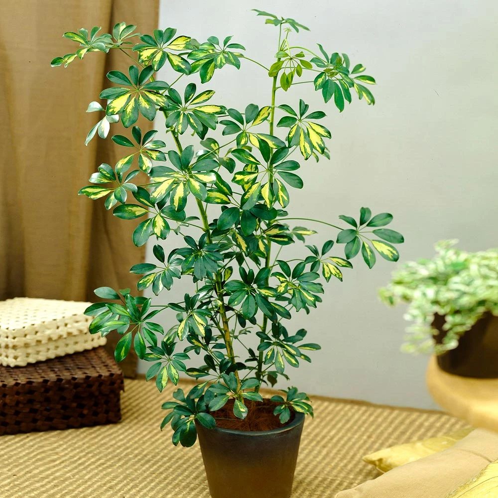 Brighter Blooms Variegated Dwarf Umbrella Tree - Schefflera Trinette House & Patio 2 Brighter Blooms Variegated Dwarf Umbrella Tree - Schefflera Trinette House & Patio