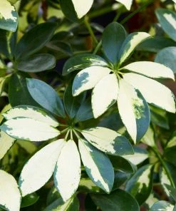 Brighter Blooms Variegated Dwarf Umbrella Tree - Schefflera Trinette House & Patio 7 Brighter Blooms Variegated Dwarf Umbrella Tree - Schefflera Trinette House & Patio