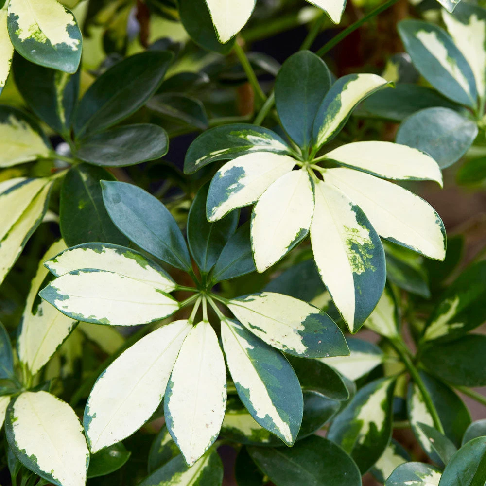 Brighter Blooms Variegated Dwarf Umbrella Tree - Schefflera Trinette House & Patio 4 Brighter Blooms Variegated Dwarf Umbrella Tree - Schefflera Trinette House & Patio